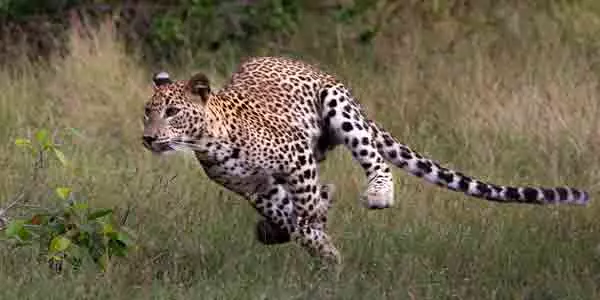 safari holidays in Sri Lanka Leopard hunting its prey at Wilpattu Sri Lanka
