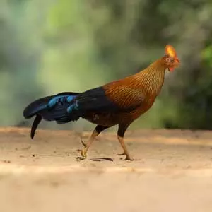 Jnglefowl at yala, yala safari sri lanka