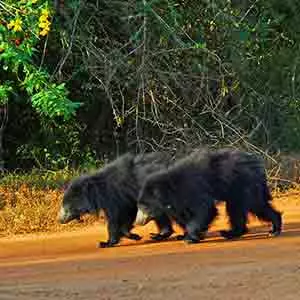wilpattu Safari, Sloth bear family at wilpattu Sri Lanka