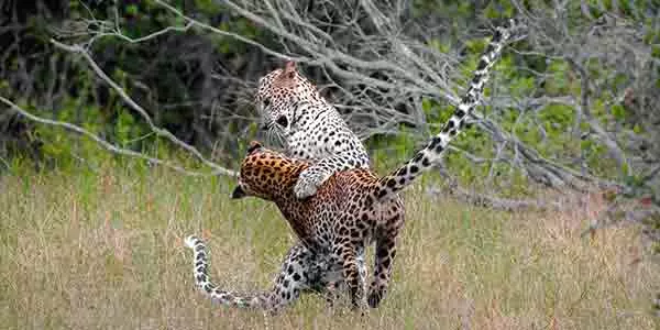 Safari, Two leopards playing at Wilpattu Sri Lanka
