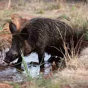 Wild pig at Yala Sri Lanka, Yala Safaris