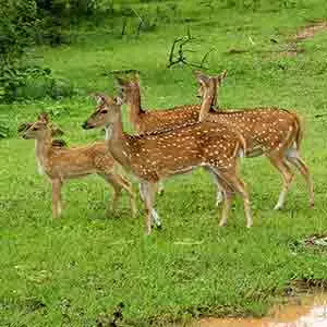 Axis deer at Udawalawe Sri Lanka, safari tours