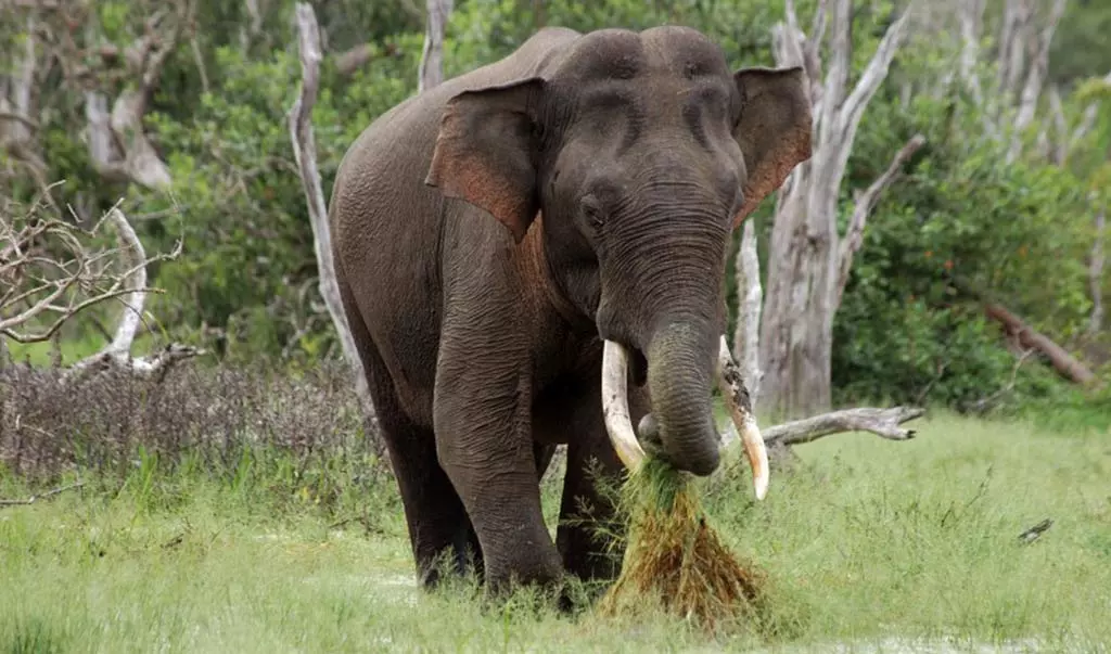 national parks Sri Lanka