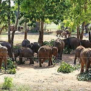 elephants at Udawalawe