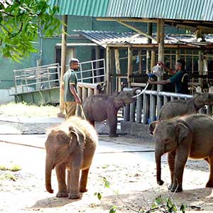 elephants at Udawalawe