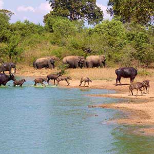 elephants at Udawalawe