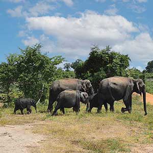 elephants at Udawalawe