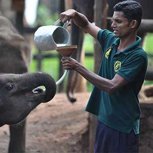 elephants at Udawalawe