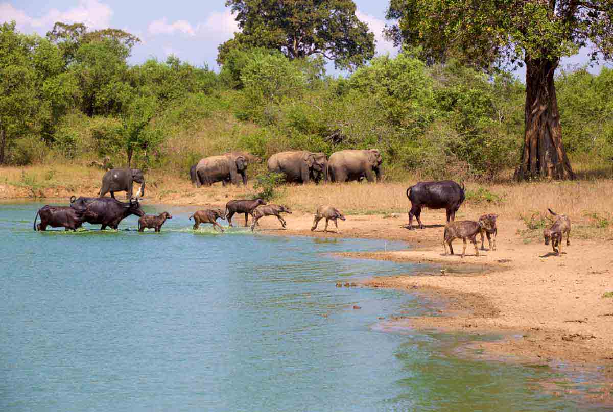 udawalawe national park safari timings