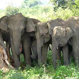 elephants at Udawalawe