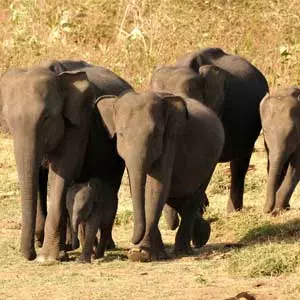 elephants at Udawalawe