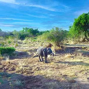 elephants at Udawalawe