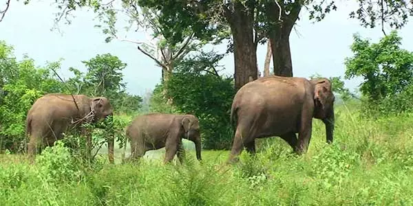 elephants at Udawalawe