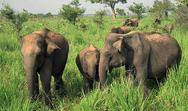 Morning safari game drive in Sri Lanka
