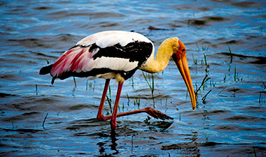 Evening Safari Game Drive in Sri Lanka