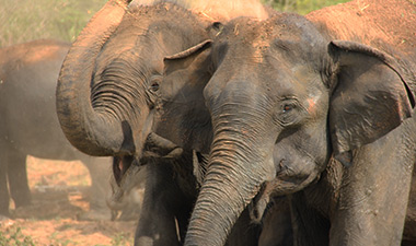 Full day Safari game drive in Sri Lanka