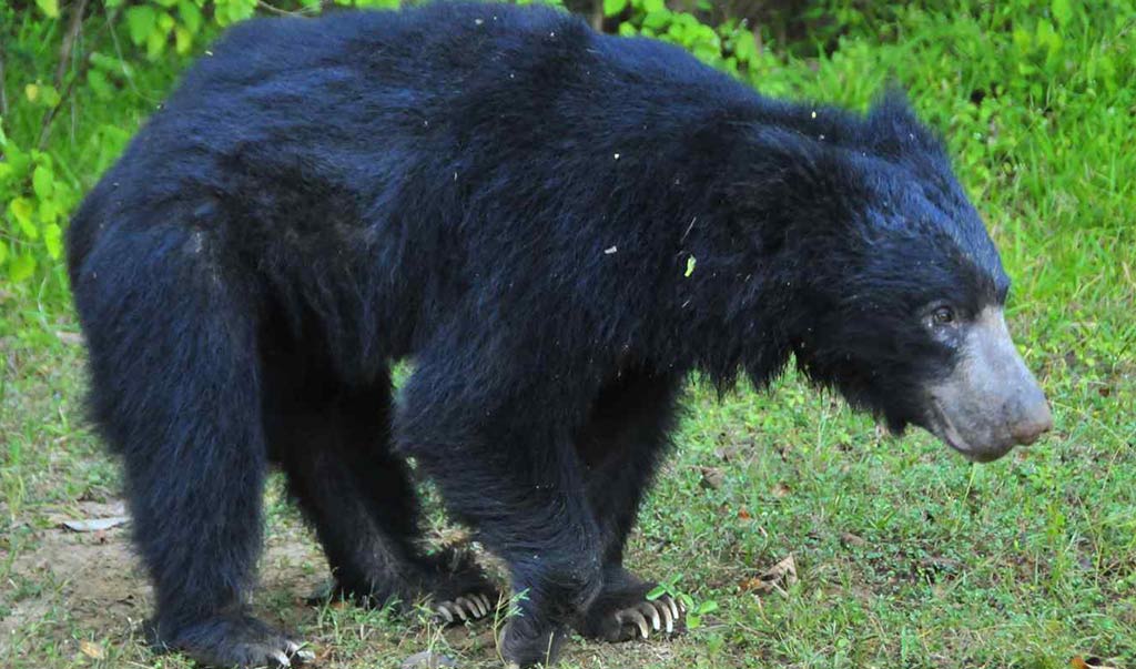Wasgamuwa