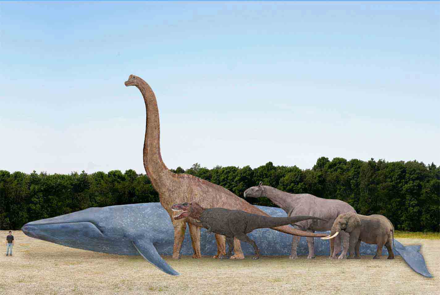 Whale watching Sri Lank - Blue whale comparison with dinosaurs