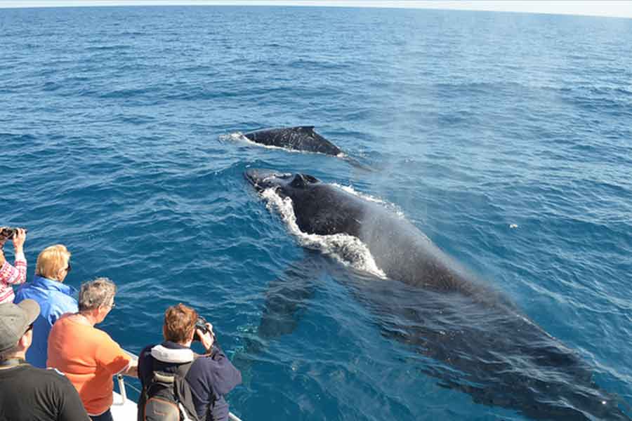 Blue whale watching in Mirissa