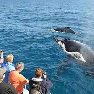 Kalpitiya sri lanka whale watching
