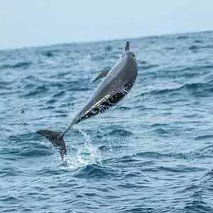 Kalpitiya beach whale watching