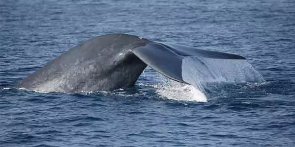 mirissa whale watching