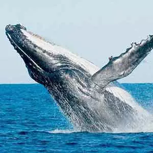 whale watching trincomalee