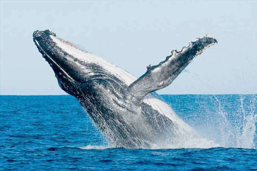 sperm whale sri lanka