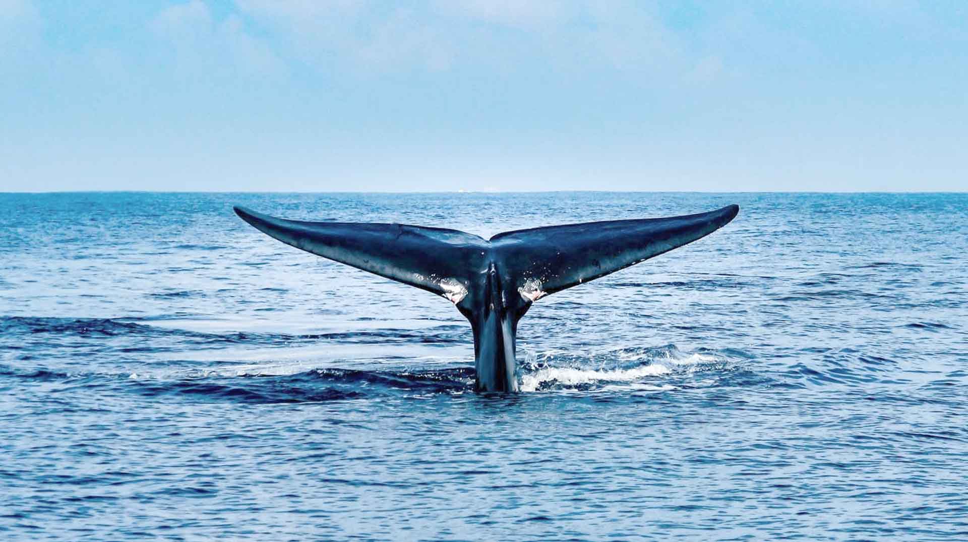Trincomalee whale watching