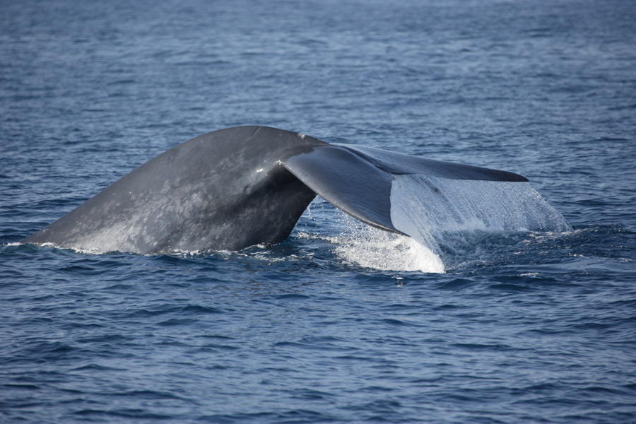 Whale watching in Mirissa Sri Lanka