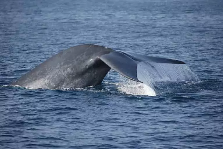 Whale watching mirissa