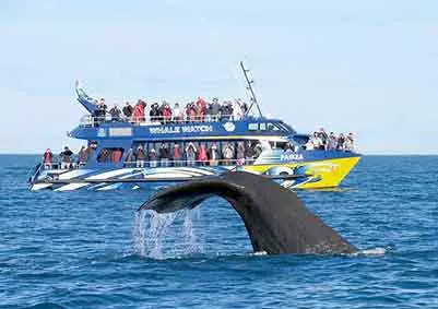 Whale watching Sri Lanka