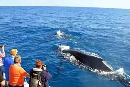 Whale watching Kalpitiya,dolphin