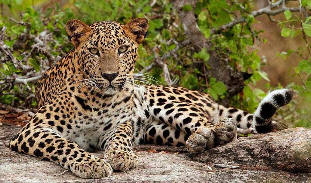 Wilpattu