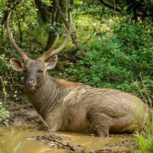 wilpattu-deer