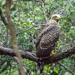 wilpattu-eagle