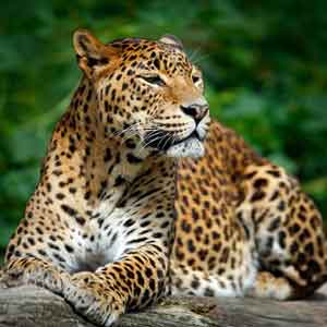 wilpattu-leopard