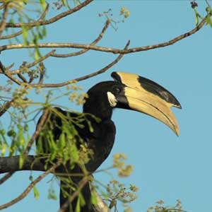 wilpattu-malabar-pied-hornbill