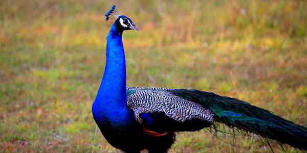 wilpattu peacock