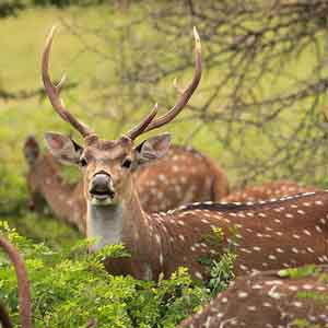 wilpattu spotted deer