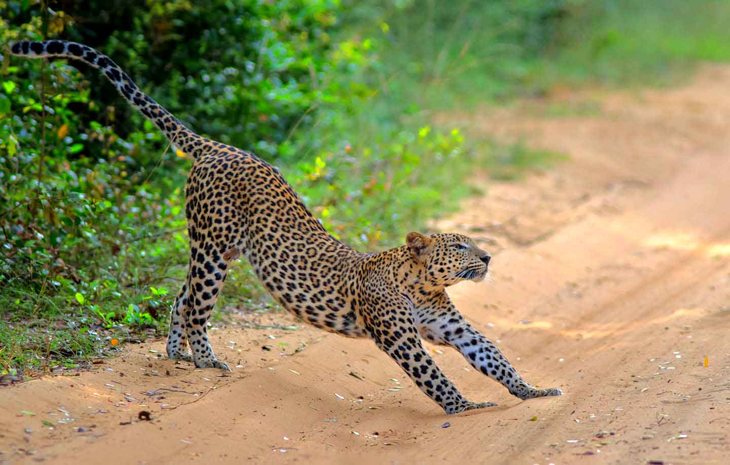 Wilpattu Safari