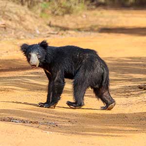 Sloth Bear at Wilpattu