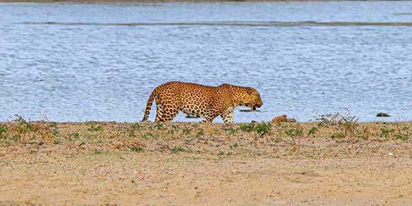 Leopard at Wilpatu