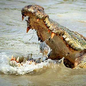 Mugger Crocodile at Wilpattu