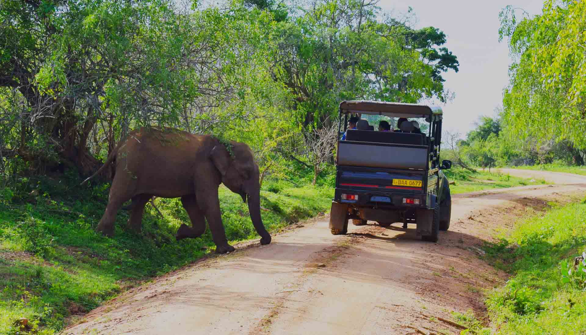 yala night safari