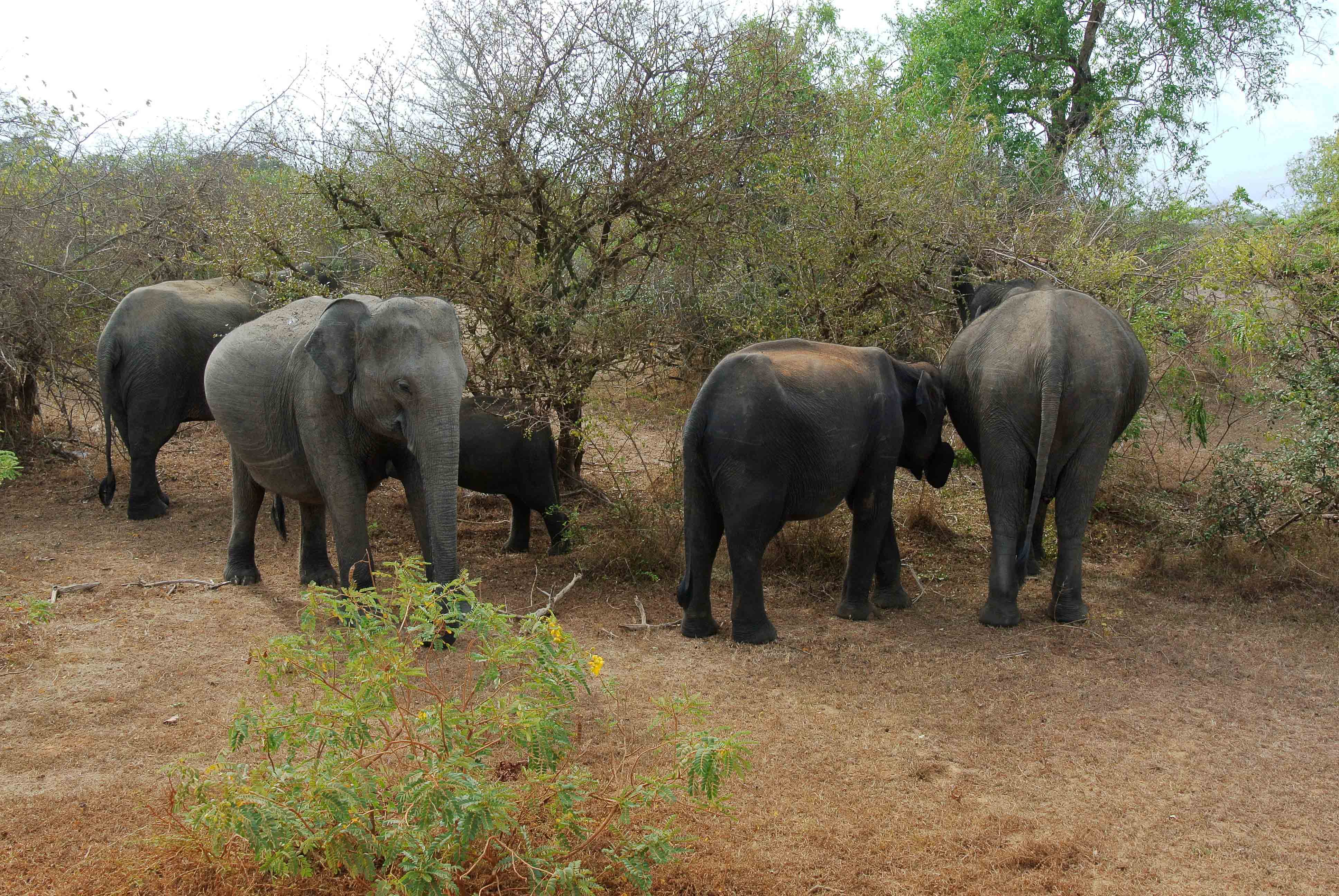 yala night safari