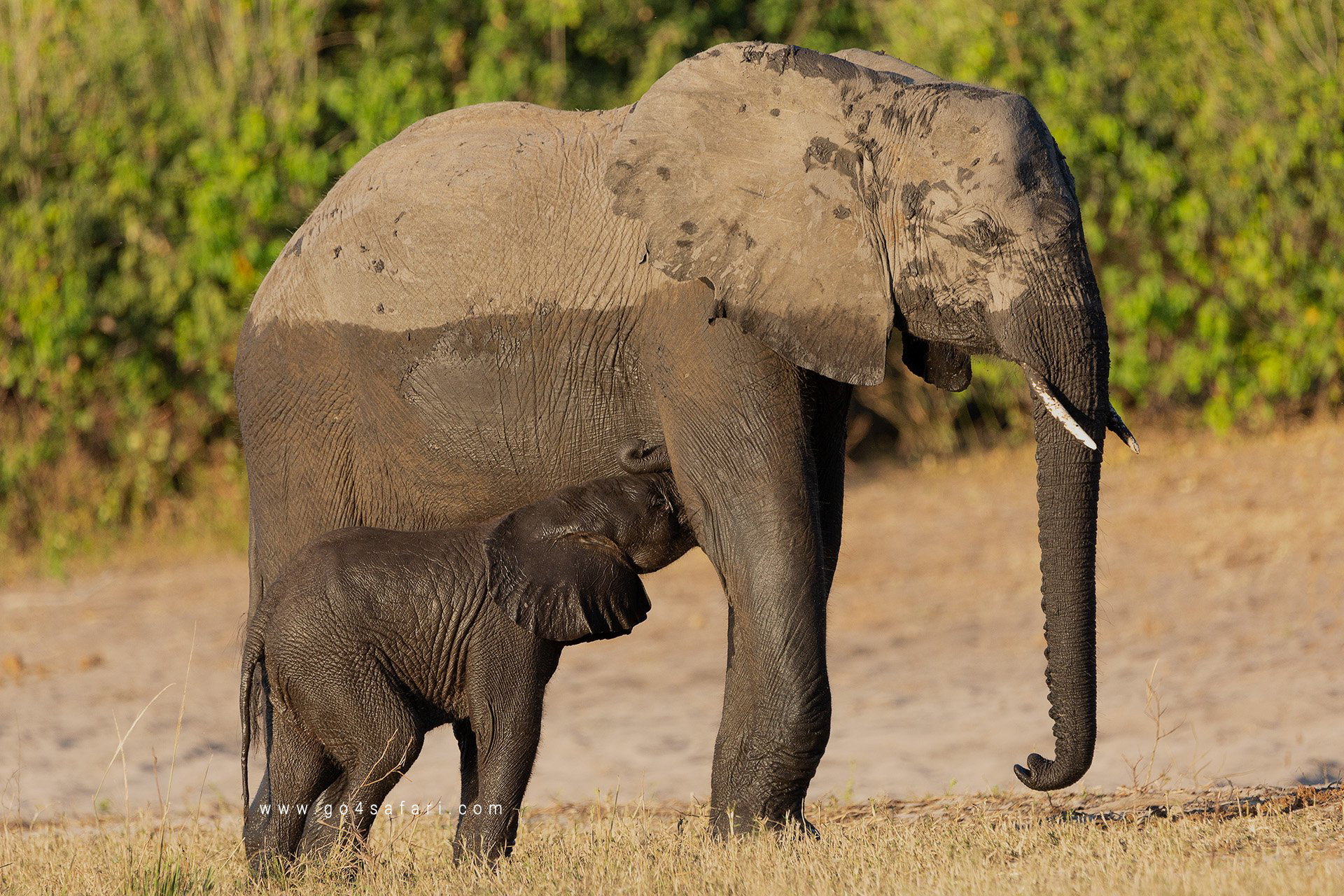 Yala Safari