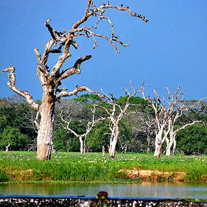 Yala Safari