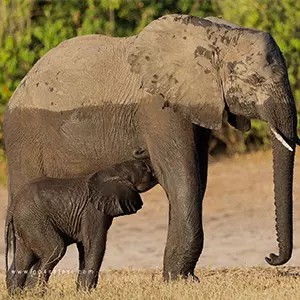 Baby Elephant at yala