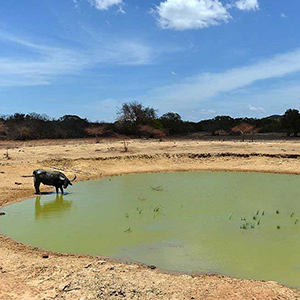 Yala Safari